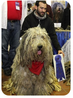 Westminster Dog Show - AKC Meet the Breeds