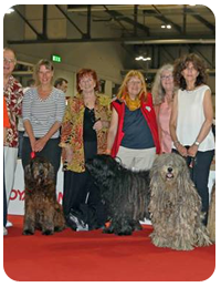 Westminster Dog Show - AKC Meet the Breeds