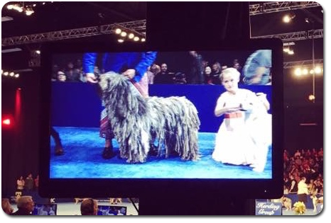 Pandia at the National Dog Show