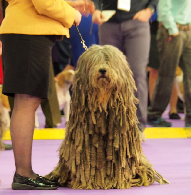 Westminster 2017 - Whope Best of Breed