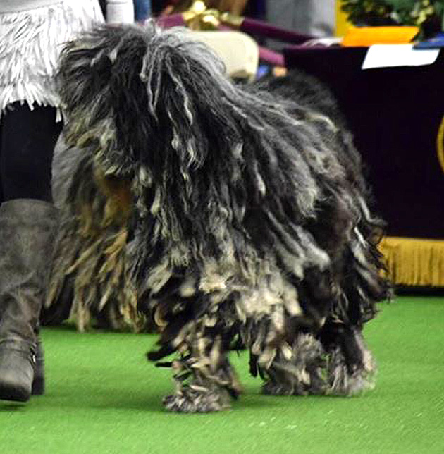 Westminster 2017 - Whope Best of Breed